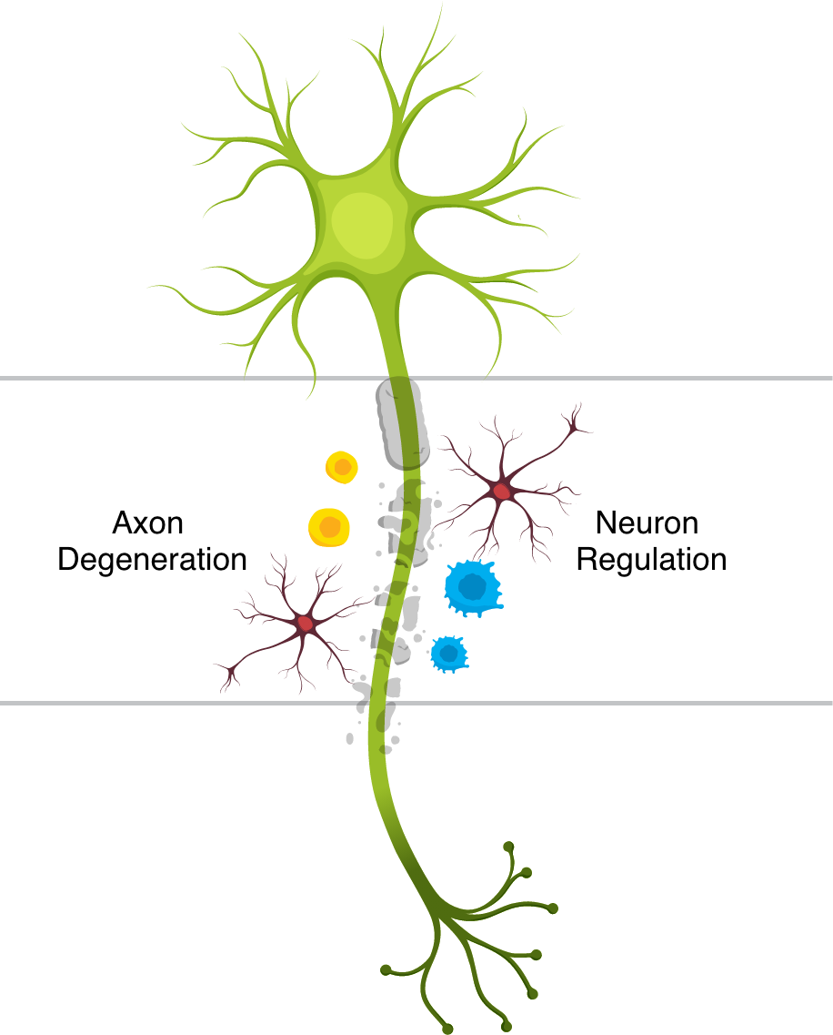 neuron_updated | Nura Bio™